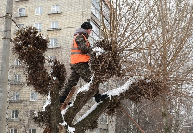 Омолоджуючу обрізку треба робити в ясний день, коли температура повітря не нижча за -5 градусів;