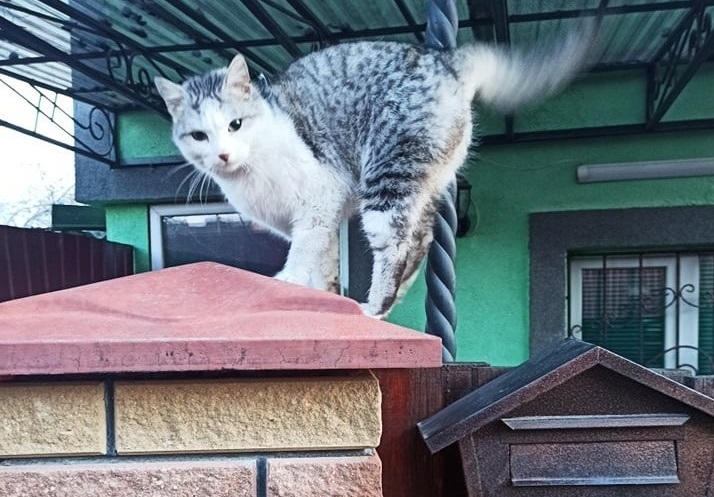 В Харків поки що повертатися не можна. Мурчик ще попрацює дитячим реабілітологом. 