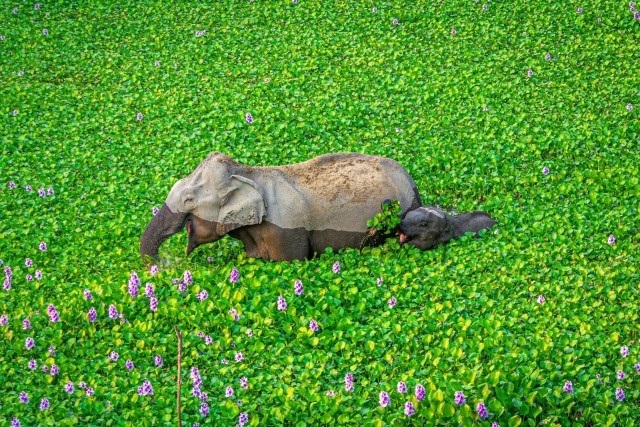 Comedy Wildlife Photo Awards 2020. «Мамочка, це тобі». Автор Кунал Гупта