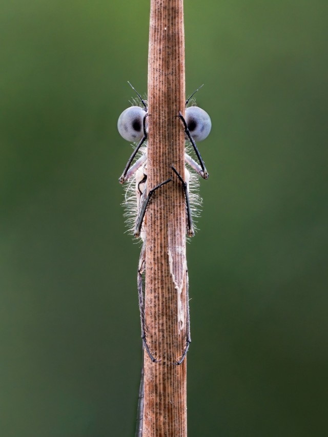 Comedy Wildlife Photo Awards 2020. «Просто відпочиваю». Автор Джилл Нефф