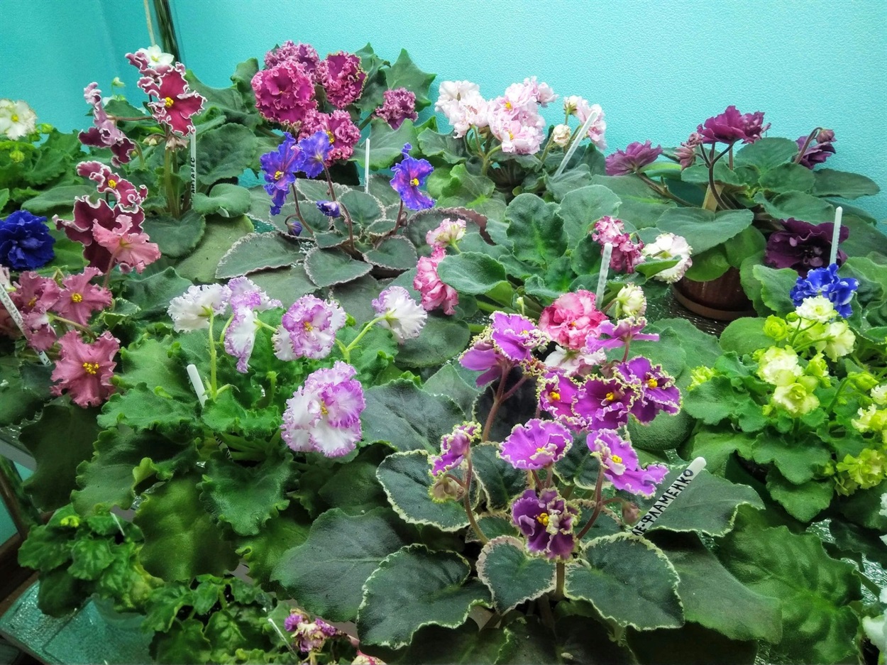 Фіалки Анни Слуцької