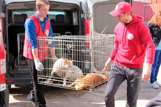 Команда FOUR PAWS вперше прибула на Черкащину у 2017 році