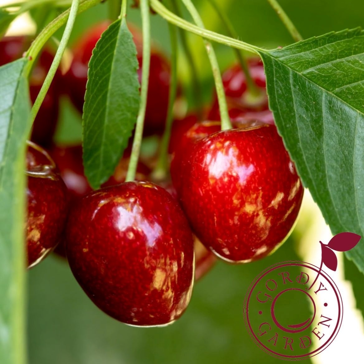 Черешня сорт «Хертфорд»