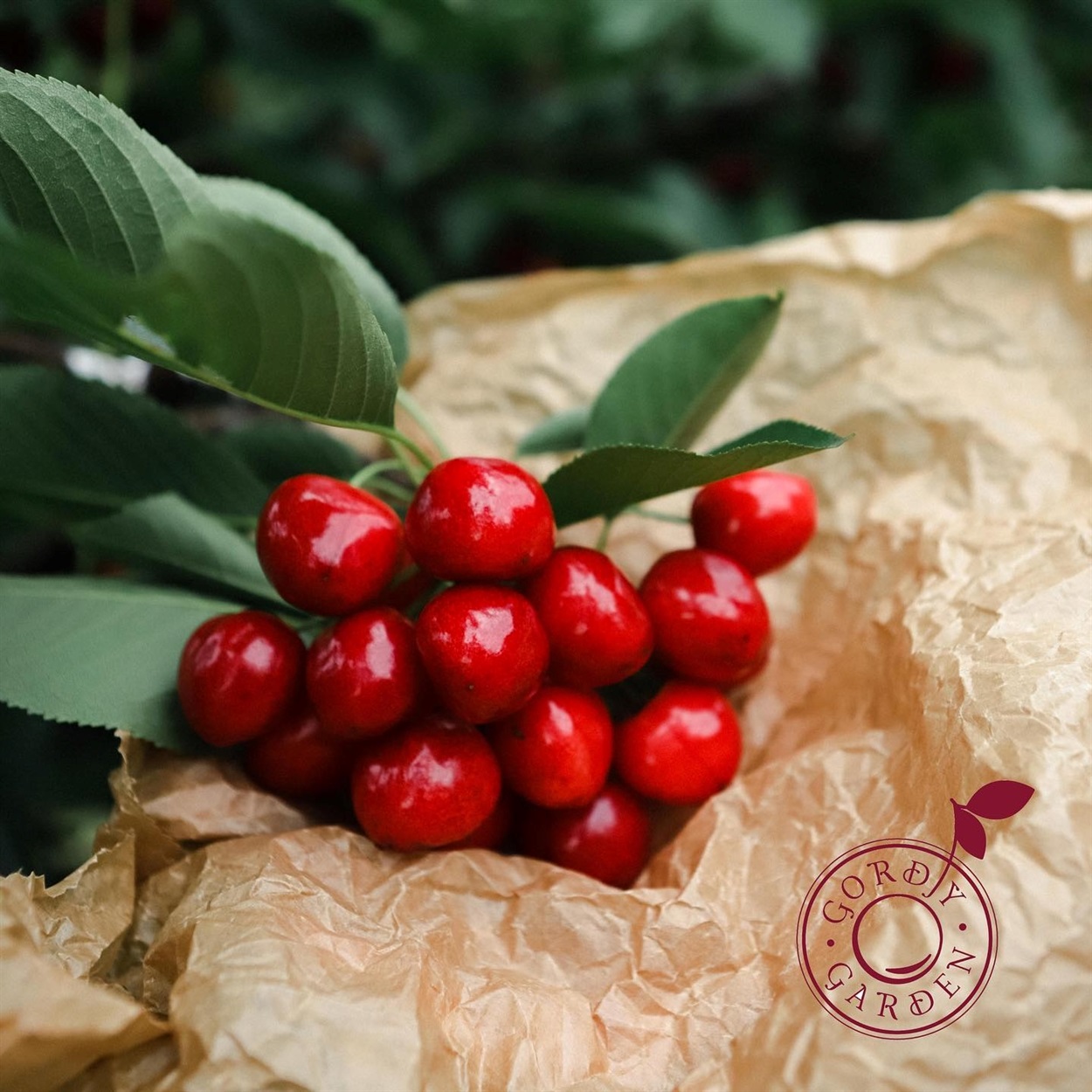 черешні англійського сорту «Мерчанд»