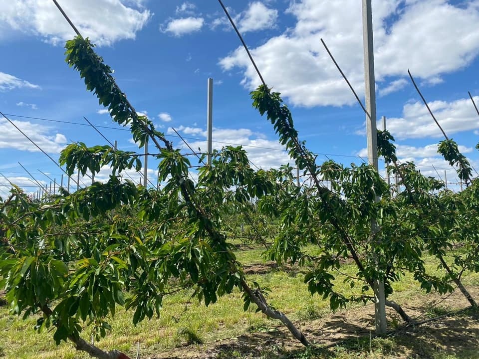 технологія закладки саду Drapeau 