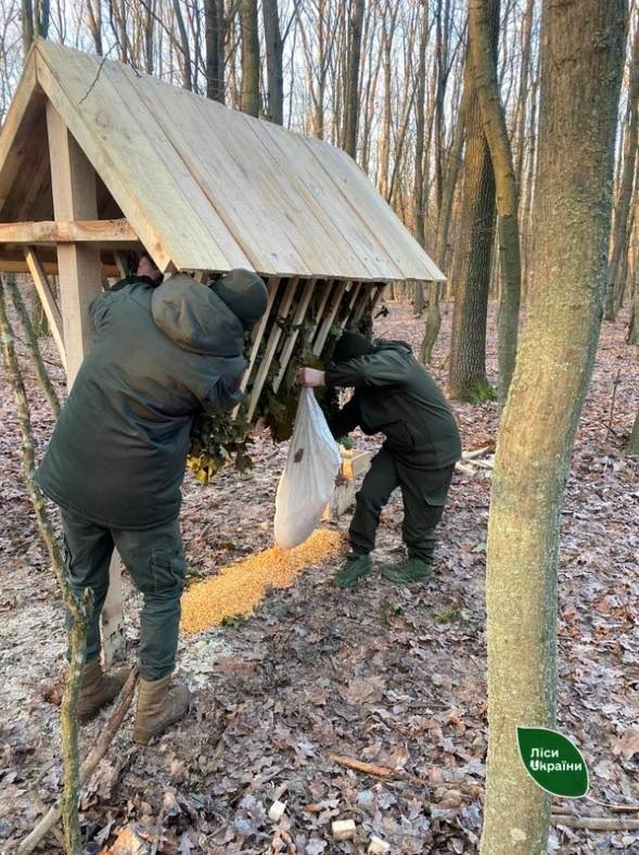 Умань, Уманщина, підгодівля диких тварин, ліси
