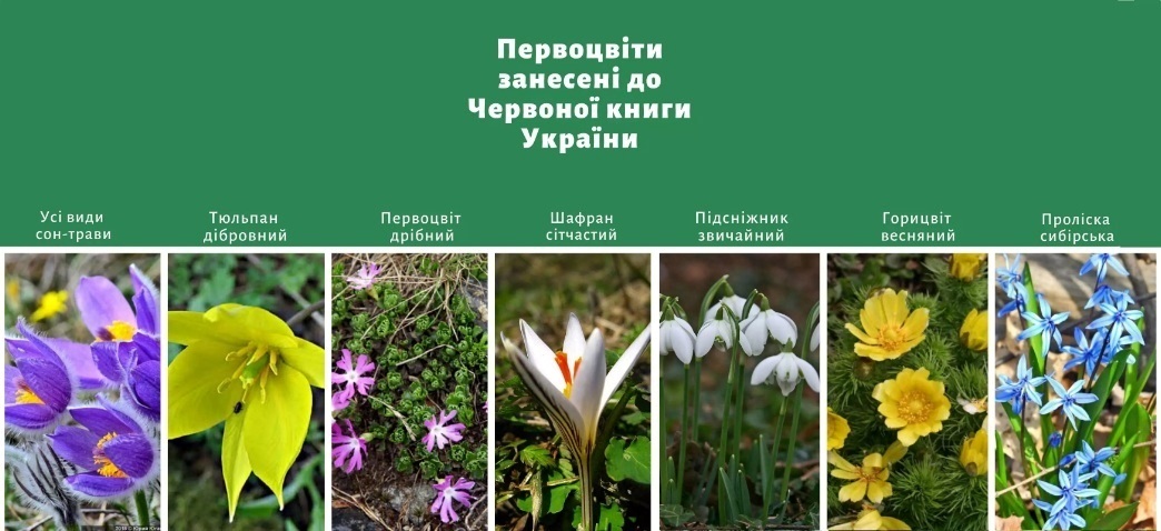 первоцвіти 