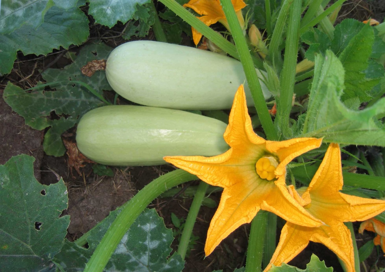 кабачки 5