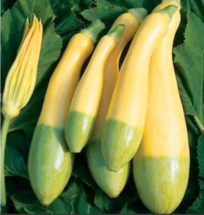 кабачки 7