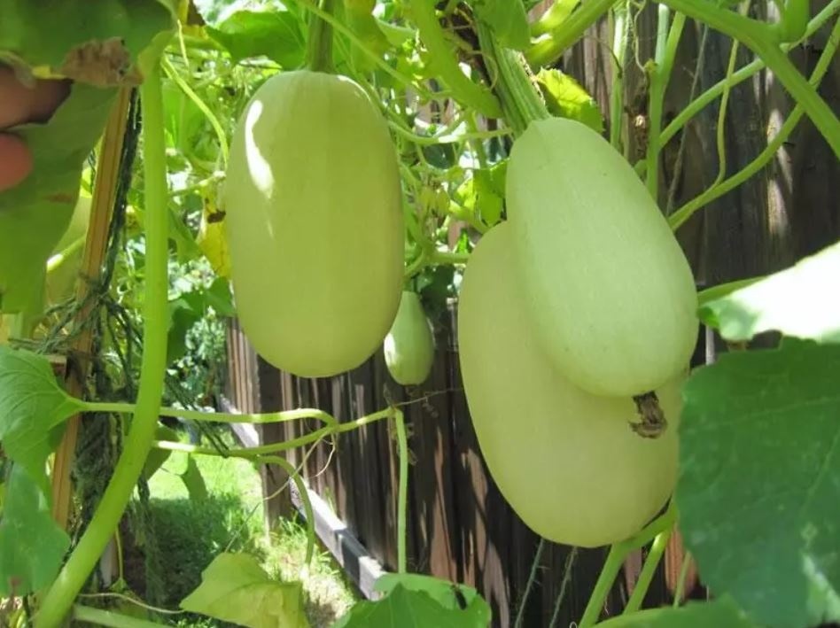 кабачки 9