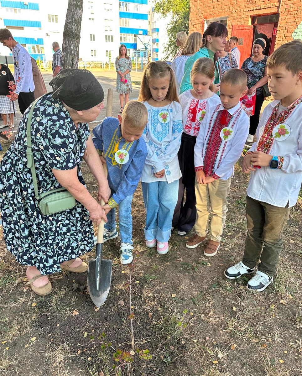 Умань, гімназія №7, Калина пам'яті
